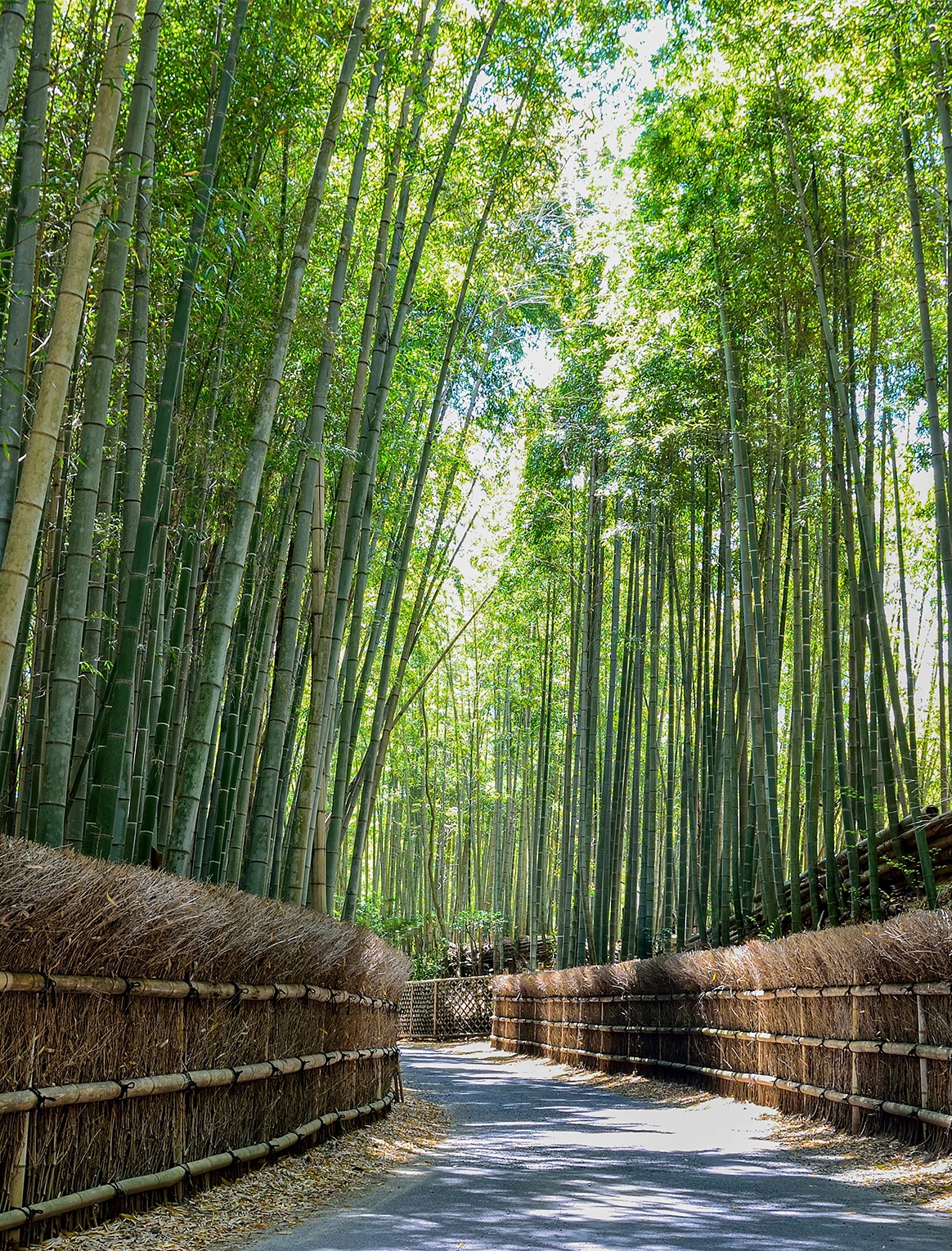 京都散策の風景 4